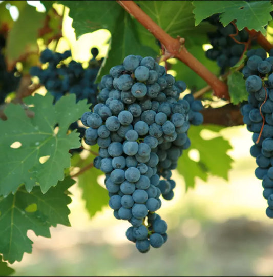 CABERNET VOLOS Grape Vine 3 Bare Root Live Plant