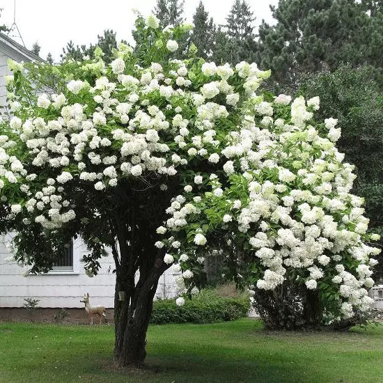 1pc Japanese Snowball Shrub 6-12" Tall Live Plant Viburnum plicatum