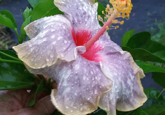 Tropical Plant Large Fancy Single White Lavender Pink Flower SEA SPRAY Hibiscus