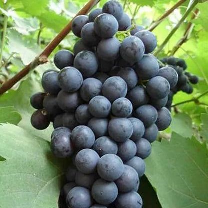 1 Venus Seedless Live Grape Vine Plant 1-2 yr Old - Pruned