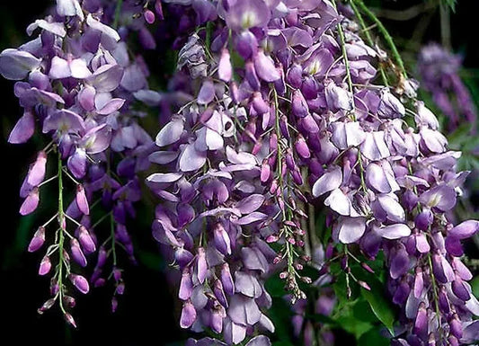 BLUE CHINESE WISTERIA LIVE PLANT HEIRLOOM PURPLE FLOWERS 1 to 2 ft. ROOTED VINES