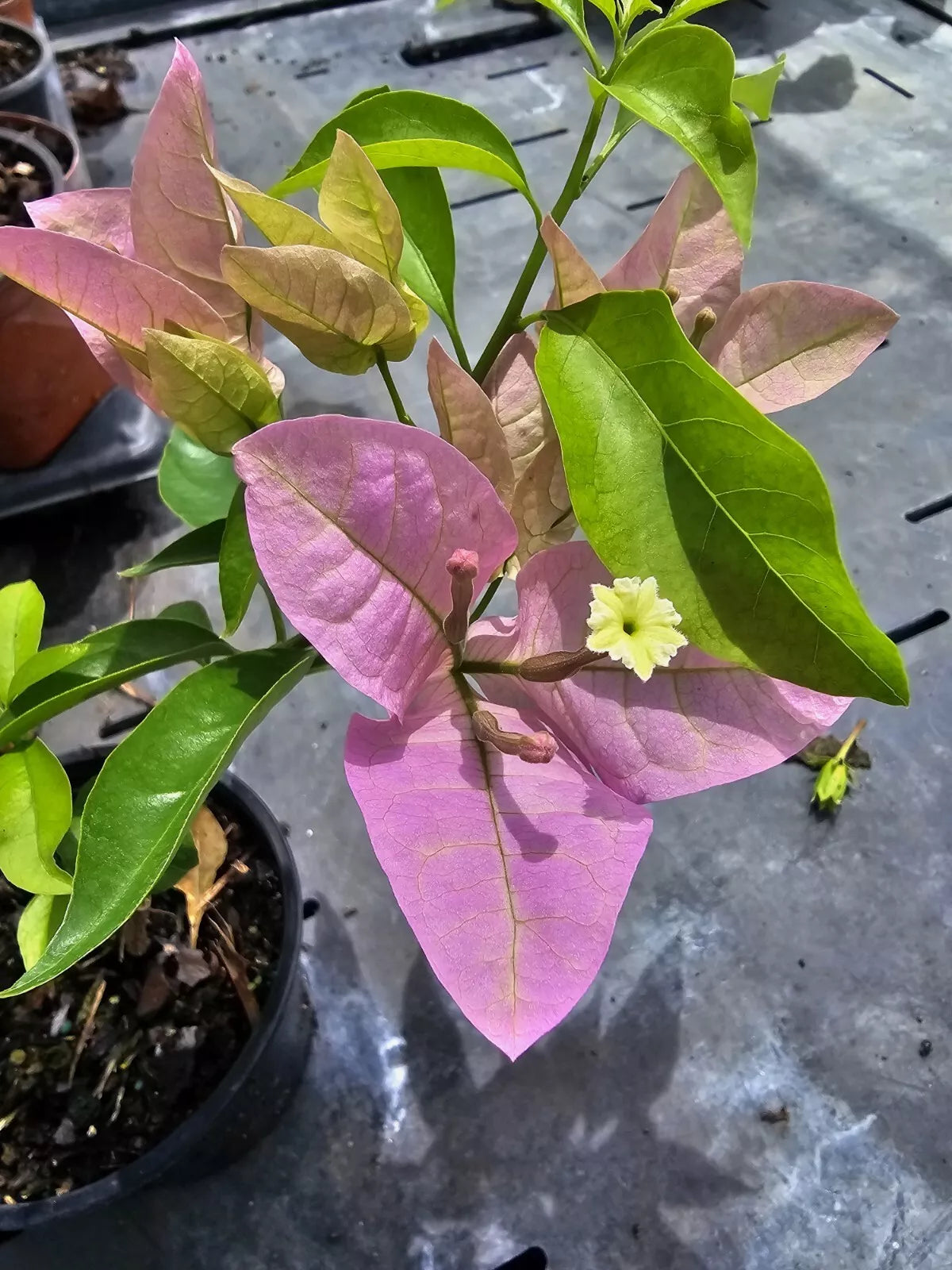 1pc LAVENDER PINK BOUGAINVILLEA LIVE PLANT  7 INCHES TALL