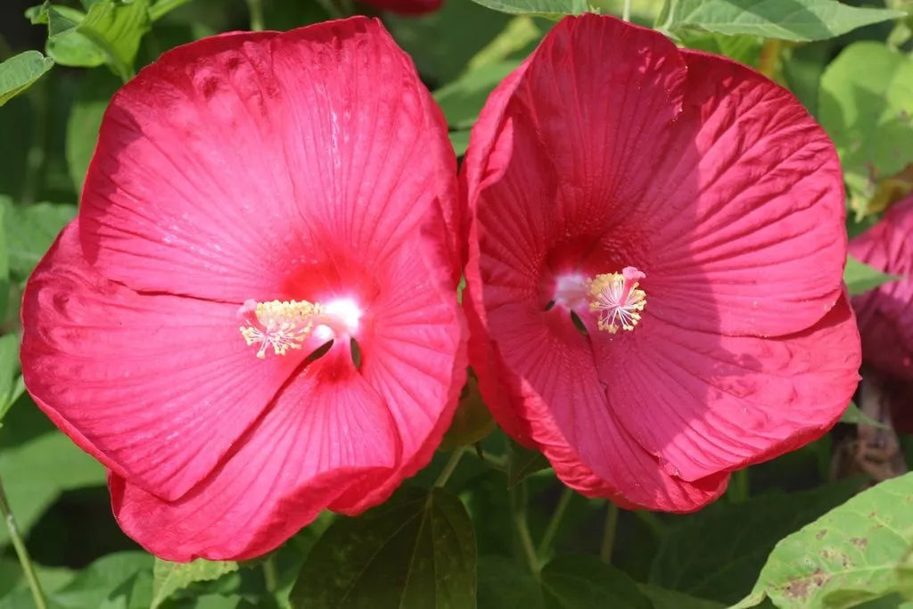 15 Hibiscus Disco Belle Rosy Red Hybrid Seeds (Perennial Seeds)