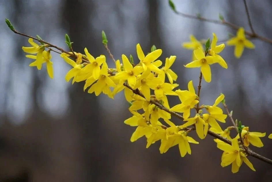 Forsythia Plant Cuttings 6-8” Unrooted Fresh Propagation Cuttings for Rooting (12) - Forsythia x intermedia