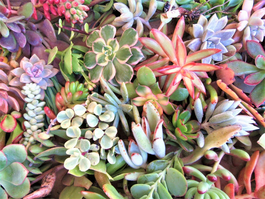 50 Large Succulent Cuttings 3-6" Mixed Varieties for Planting - Fresh Healthy Succulents (Various Types)
