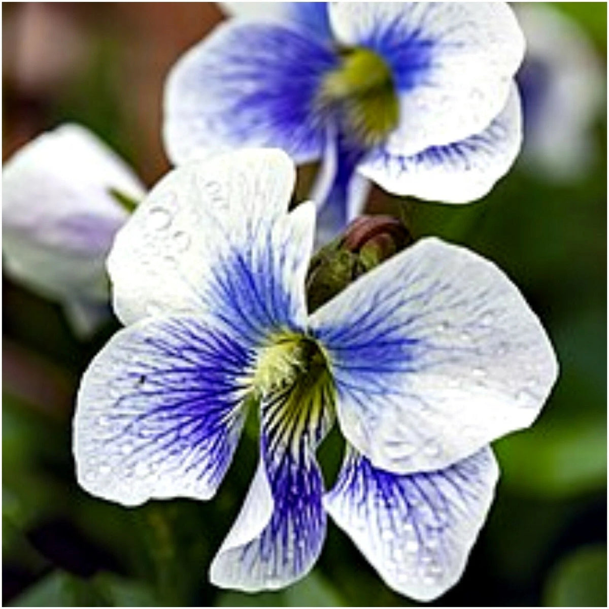 Organic Confederate Violet Plants - 5 Blooming Size Blue/White - Viola sororia f. priceana - Rare Ground Cover for Herb Gardens