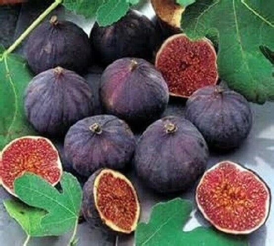Olympian Fig Starter Plant - Ficus carica - Well Rooted Live Plant for Home Garden - Indoor/Outdoor Foliage Plant