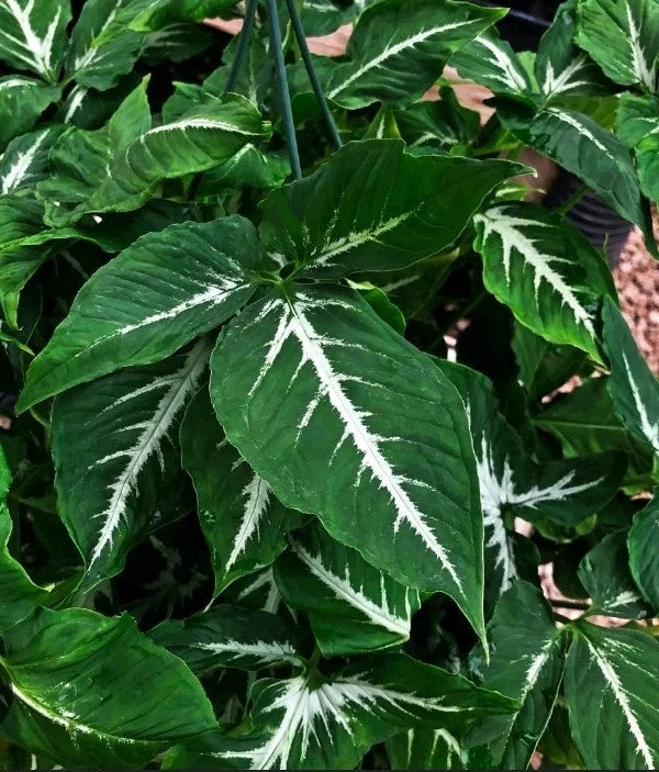 Syngonium Cuttings 2 Pack Emerald Green Arrowhead Plant Syngonium Wendlandii