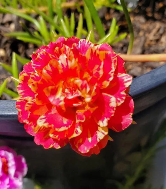 Orange Twist Sunset Fire Moss Rose Portulaca Grandiflora Plant(s) Cuts