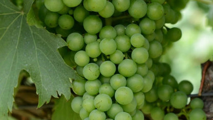 1 Himrod Live Seedless Grape Vine Plant 1-2 yr Old