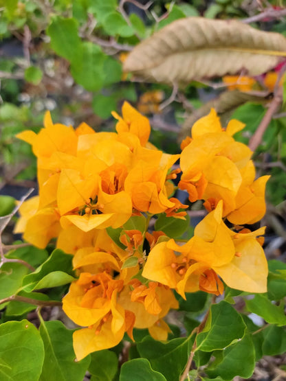 1pc GOLD YELLOW BOUGAINVILLEA LIVE PLANT 7 TO 10 INCHES TALL