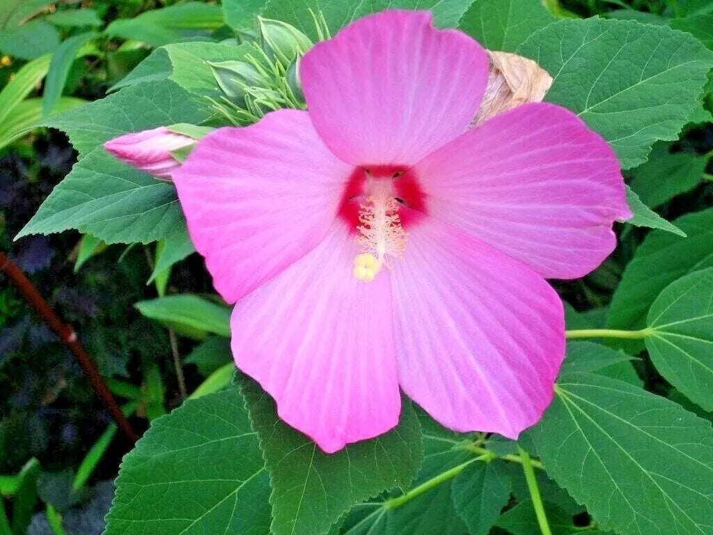 40 PINK SWAMP ROSE MALLOW SEEDS - WILD HIBISCUS - Hibiscus moscheutos