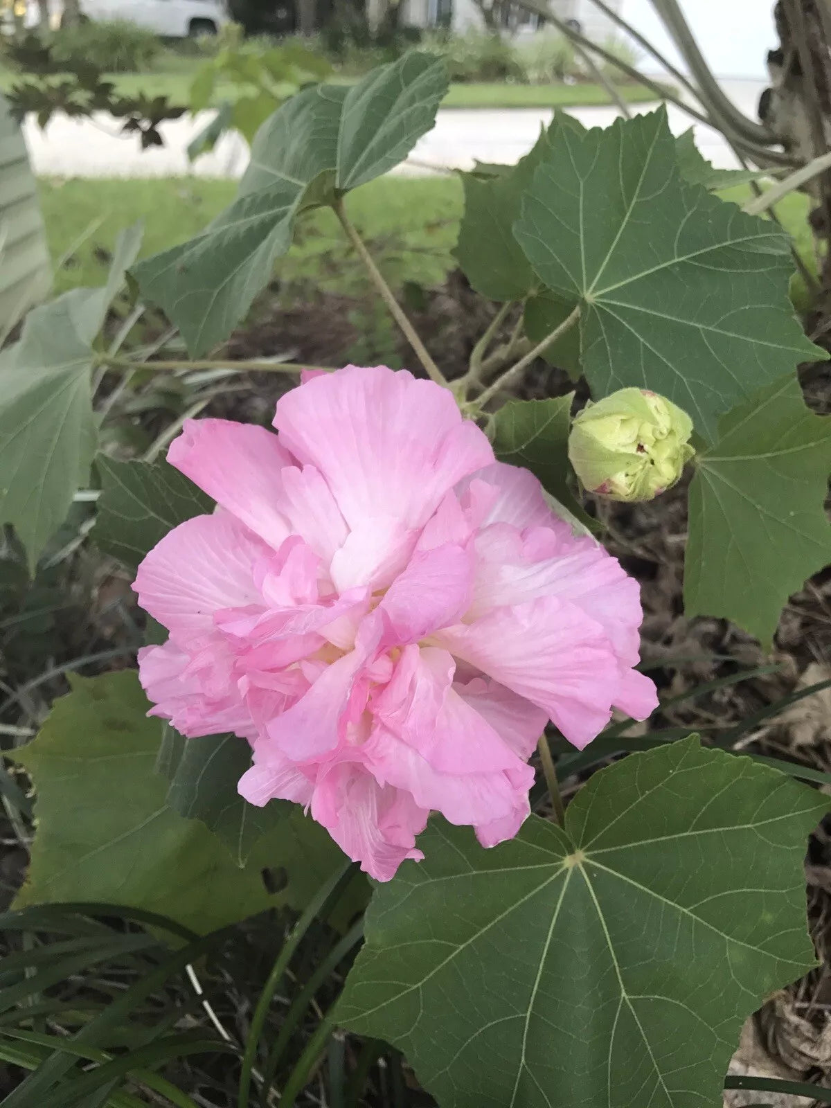 100+ fresh seeds Double Pink Confederate Rose - Hibiscus mutabilis