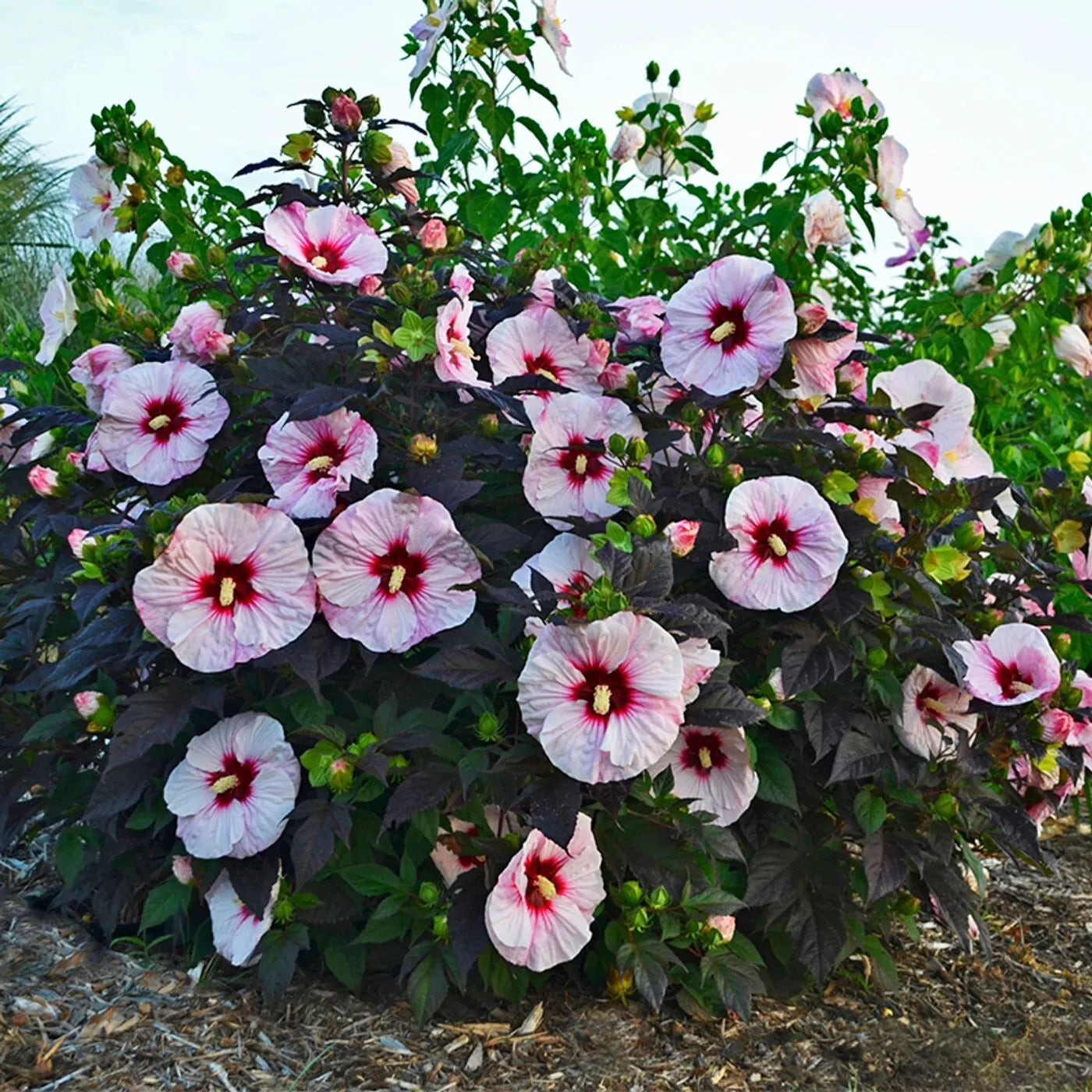 1 Dormant Potted Plant bush hibiscus PERFECT STORM flower dark hardy 2.5" pot