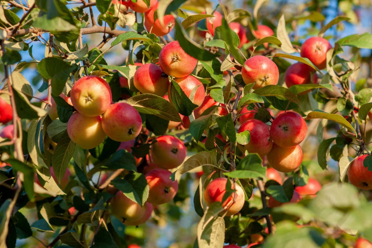 15 Seeds Siberian Crab apple {Malus baccata} Edible