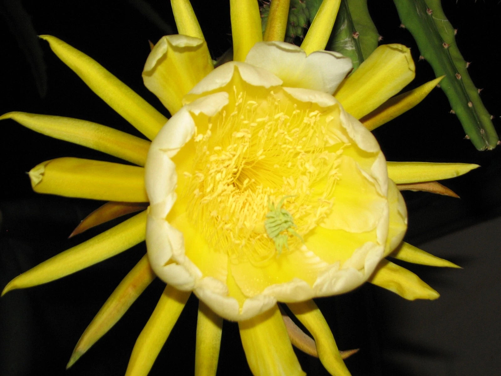 Epiphyllum Dragon Fruit Cutting - Yellow Skin + 3 Bacon Avocado Scions for Grafting + Planting Supplies
