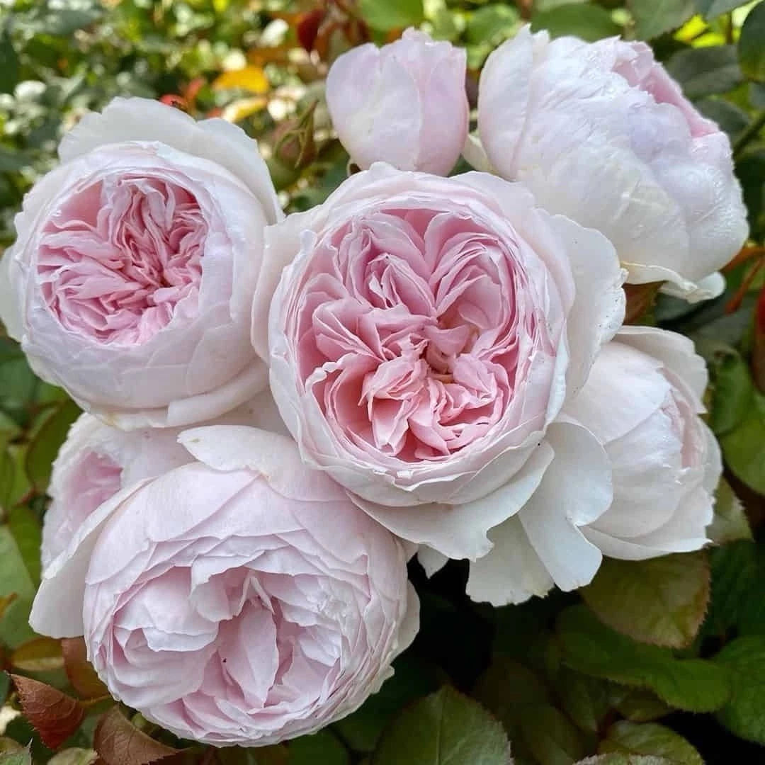 Earth Angel Rose Cuttings - 3 Fresh Unrooted Cuttings - 6” Long - Floribunda Variety - Perfect for Planting