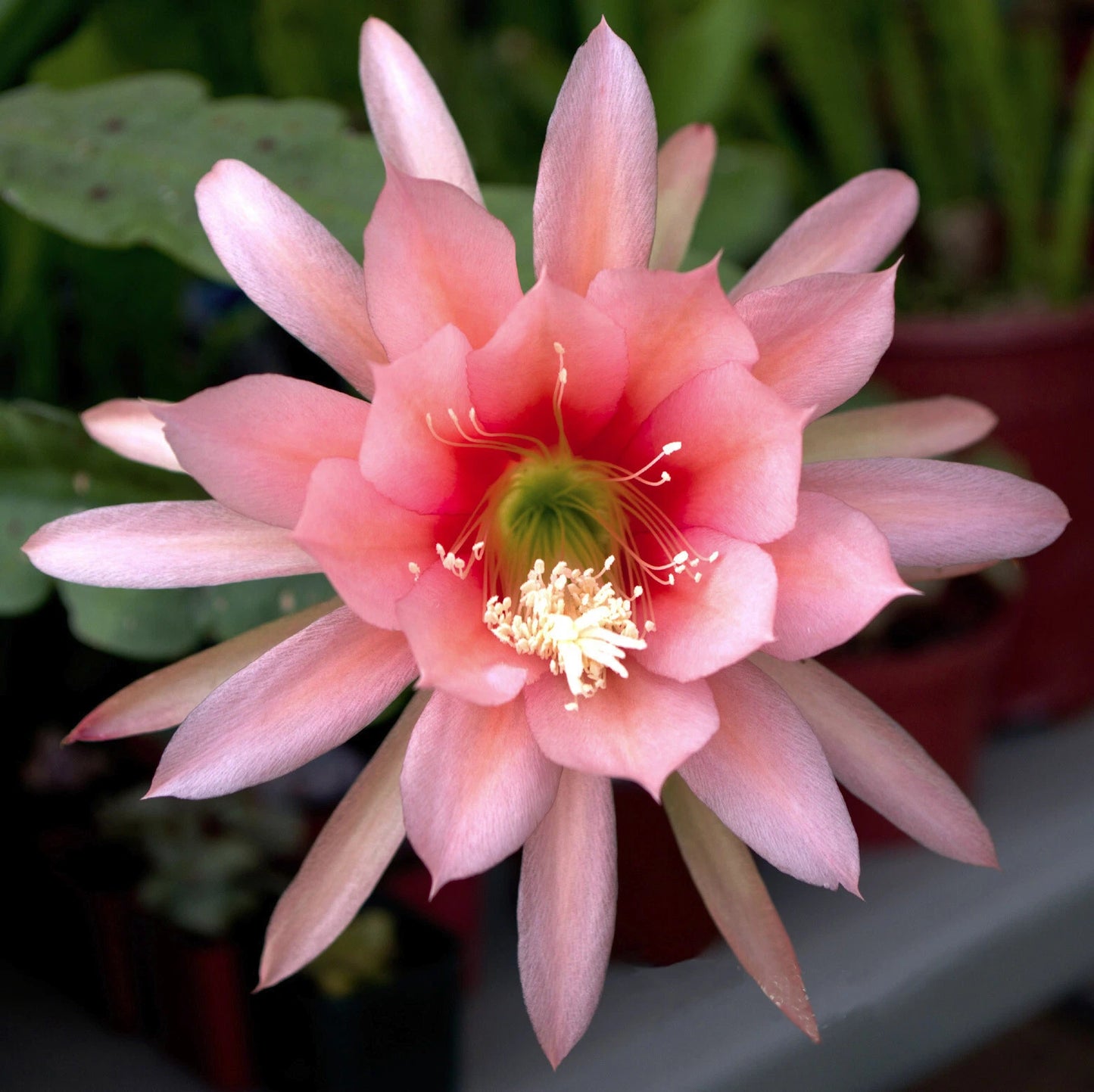 Agatha Epiphyllum Orchid Cactus Cutting 8-10 Inches Long - Epiphyllum anguliger
