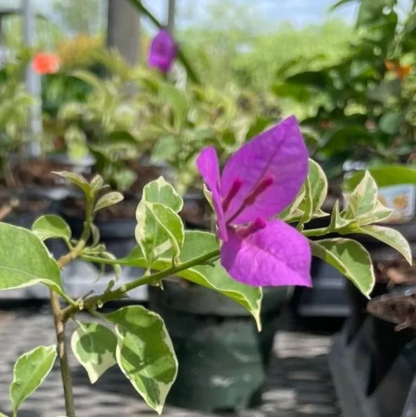 1pc VARIEGATED PURPLE BOUGAINVILLEA LIVE PLANT 7" TALL