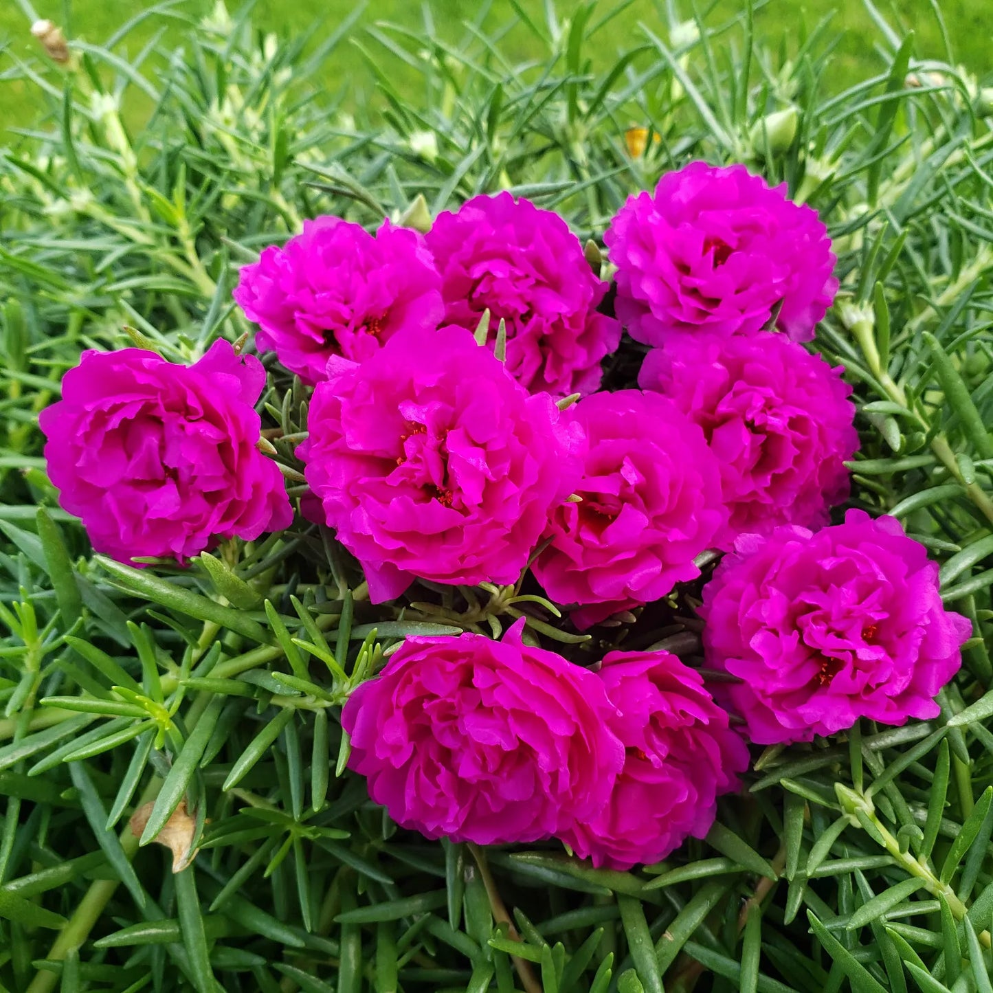 Moss Rose (Portulaca Grandiflora) Hot Pink 10 unrooted Cutting