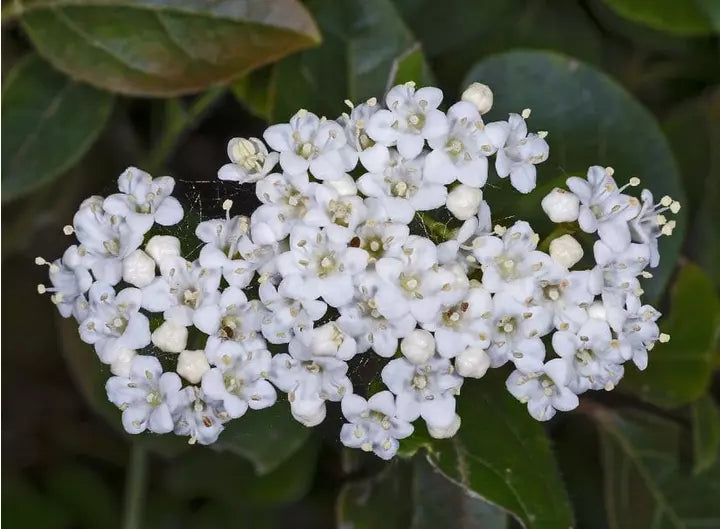 1pc VIBURNUM SPRING BOUQUET Live Plant