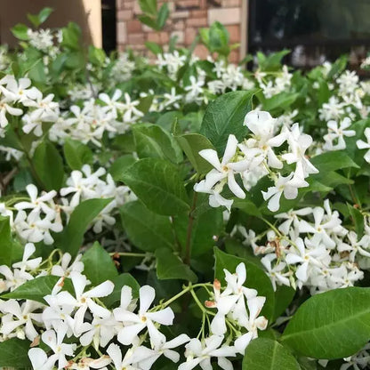 1 Rooted STARTER Plant CONFEDERATE STAR JASMINE
