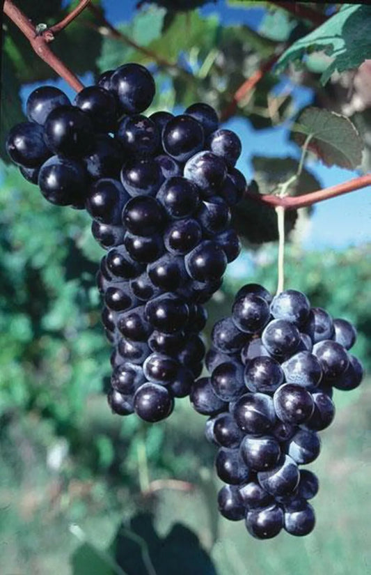 1 Concord Seedless Grape Vine