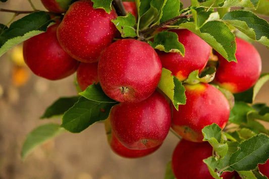 25 Seeds PARADISE APPLE Red Delicious Common Malus Pumila Domestica Fruit Tree