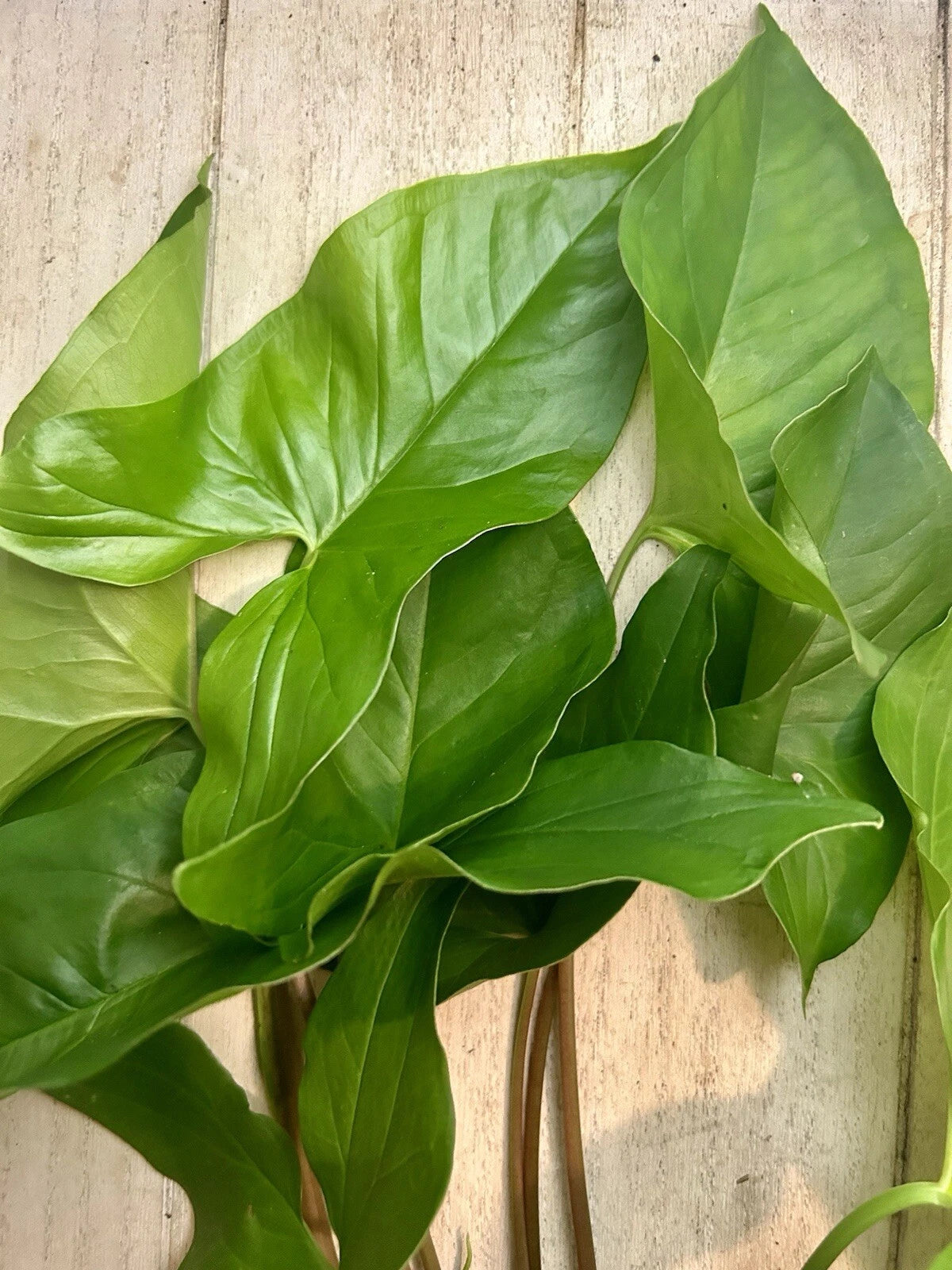 10 Rooted Arrowhead Vines - Syngonium podophyllum - Healthy Fresh Plants for Home Decor or Indoor Gardening