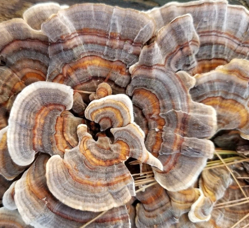 Turkey Tail Liquid Culture Syringe 10-12ml Trametes versicolor - Medicinal Mushroom for Home Cultivation - Free Gift Included