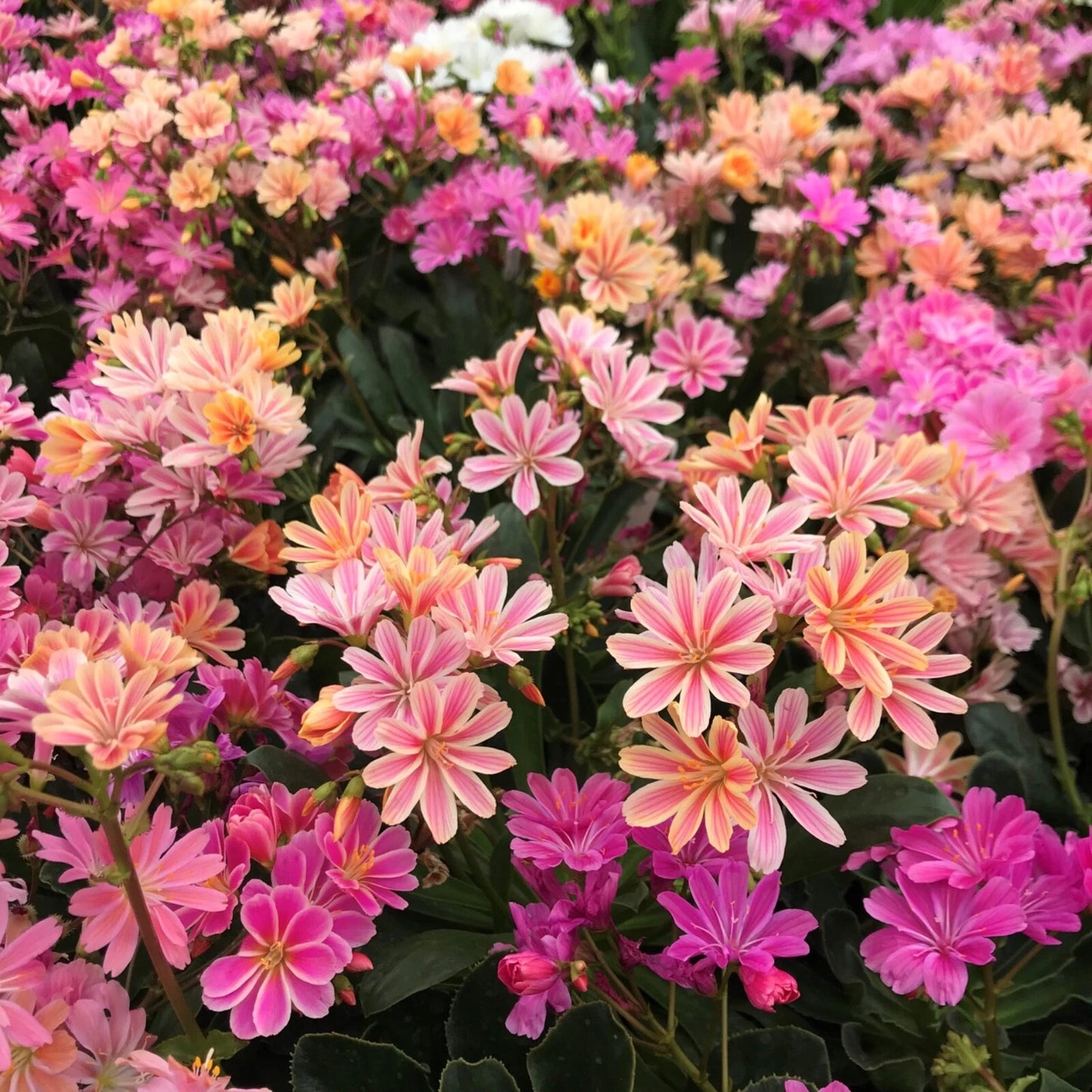 Lewisia ‘Rainbow Mix’ Hardy Succulent Live Starter Plant in 2.5" Pot - Colorful Perennial for Rock Gardens and Containers