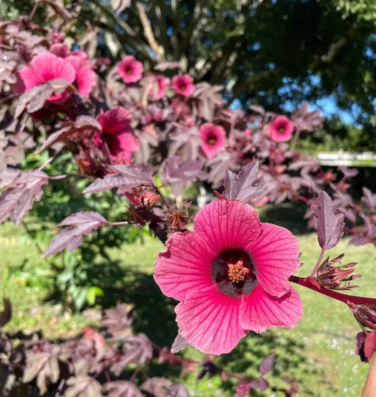 30 SeedS Cranberry Hibiscus Florida Edible Garden Picked Fresh