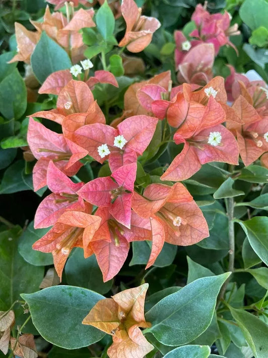 1pc BAMBINO BURNT ORANGE Live Bougainvillea SMALL Rooted Starter Plant