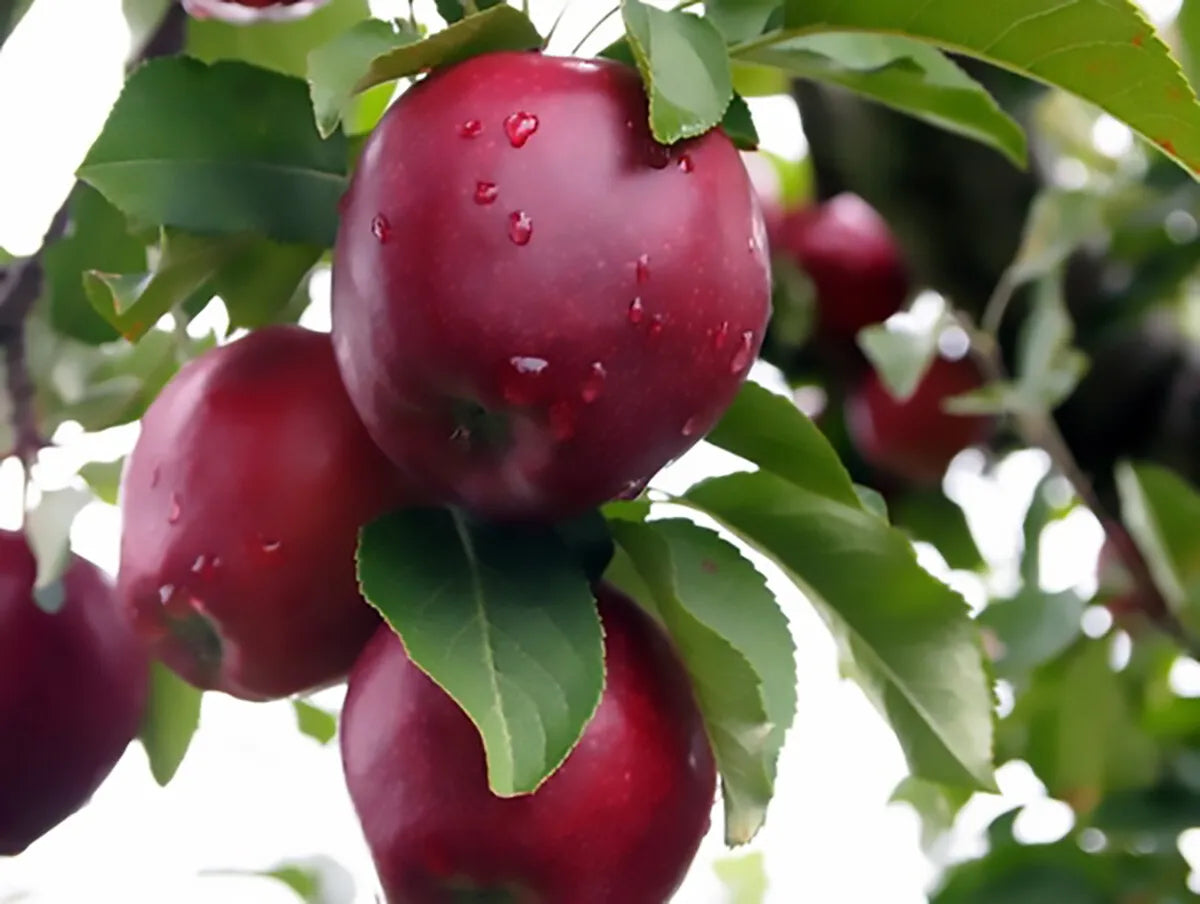 120 Seeds Red Delicious Apple Malus pumila