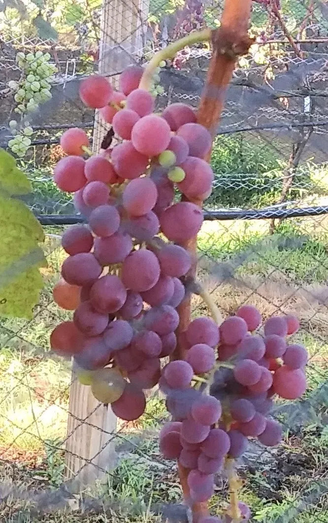 10 Cuttings (unrooted) Fresh Reliance Seedless Grape Vines