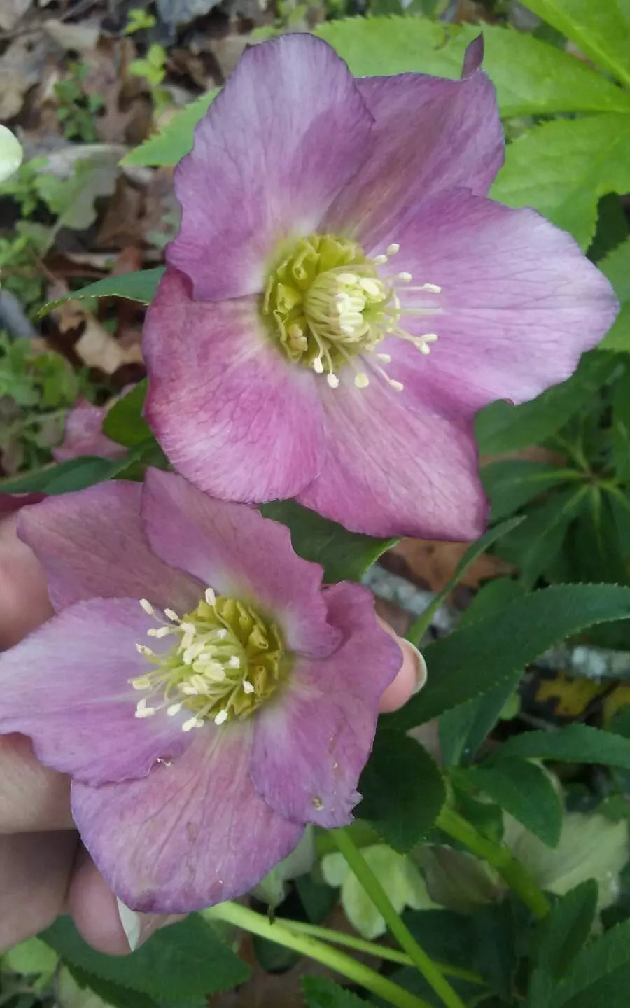 15 LENTEN ROSE Flower Plants Pink Mauve Perennial