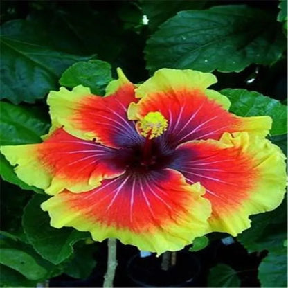 20 SEEDS red yellow HIBISCUS flower exotic bush plant