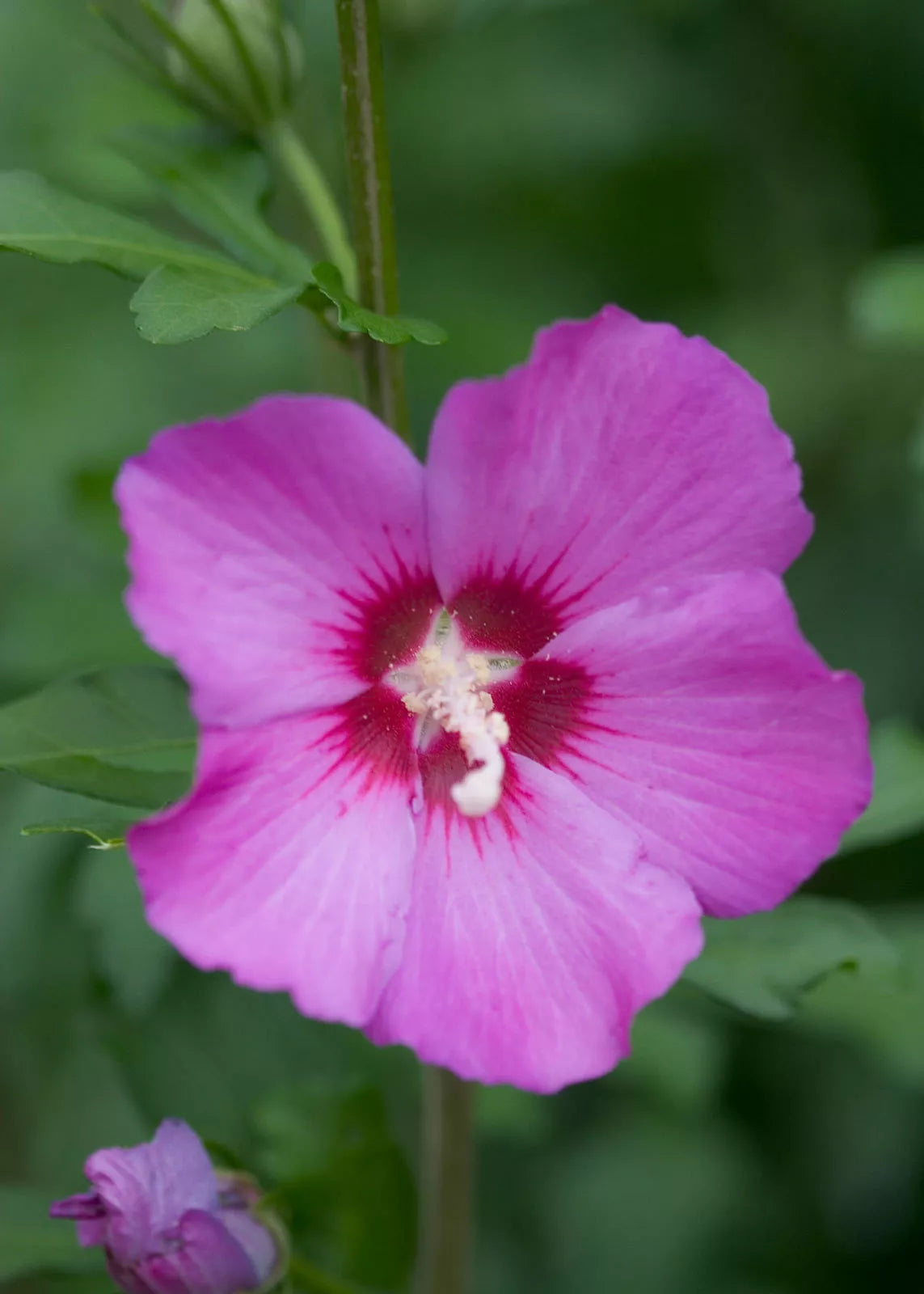 10 Seeds Hibiscus syriacus Violet Satin | Rose of Sharon