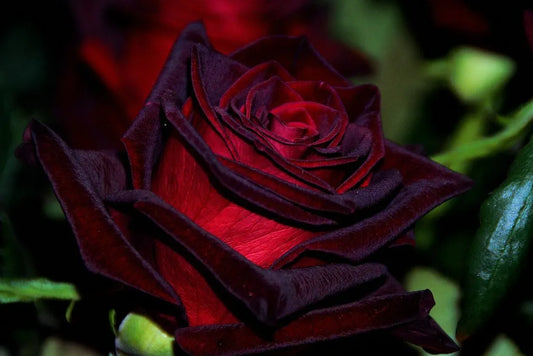 10 BLACK Magic Rose Bush Seeds