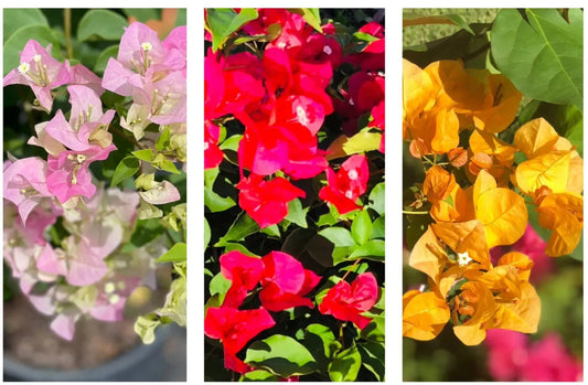 Three Bougainvillea Live Plants in one pot, vivid colors Red, Yellow, & Imperial