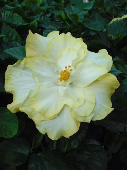 20 Double Yellow White Hibiscus Flower Seeds Perennial