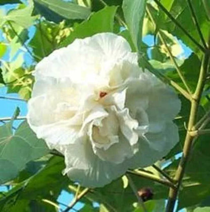 10 Seeds Hibiscus mutabilis Double Confederate Cotton Rose