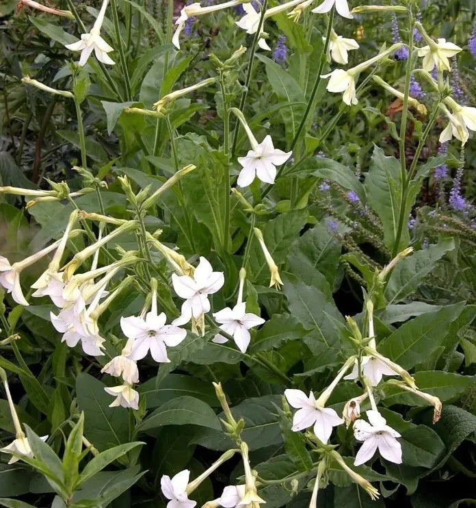 20+ Nicotiana Alata Seeds - Jasmine Flowering Tobacco