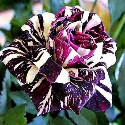 20 Black Dragon Rose Bush Seeds