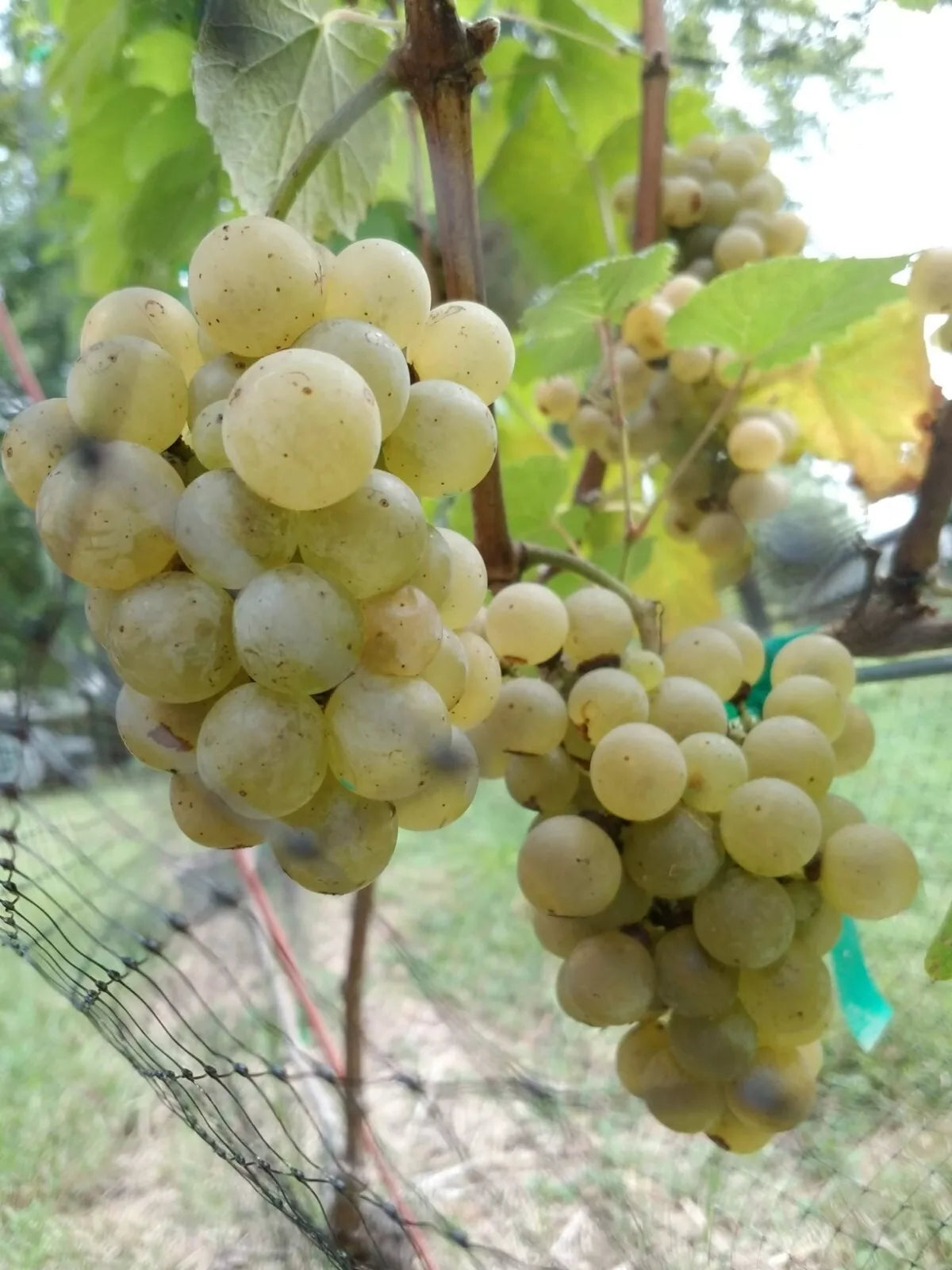 (1) Live Grapevines Merlot Cabernet Sauvignon Franc Chardonnay Grape Plants Vines