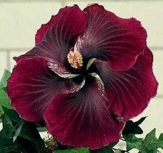 20 Dark Red Black Hibiscus Seeds Flowers Perennial