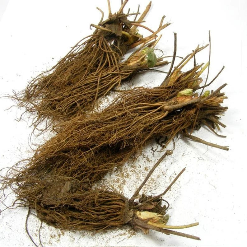 Everbearing Strawberry Plants - Pack of 10 Bare Root Seascape - Fragaria x ananassa - Zones 4-9, High Yield & Disease Resistant