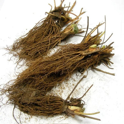 Everbearing Strawberry Plants - Pack of 10 Bare Root Seascape - Fragaria x ananassa - Zones 4-9, High Yield & Disease Resistant