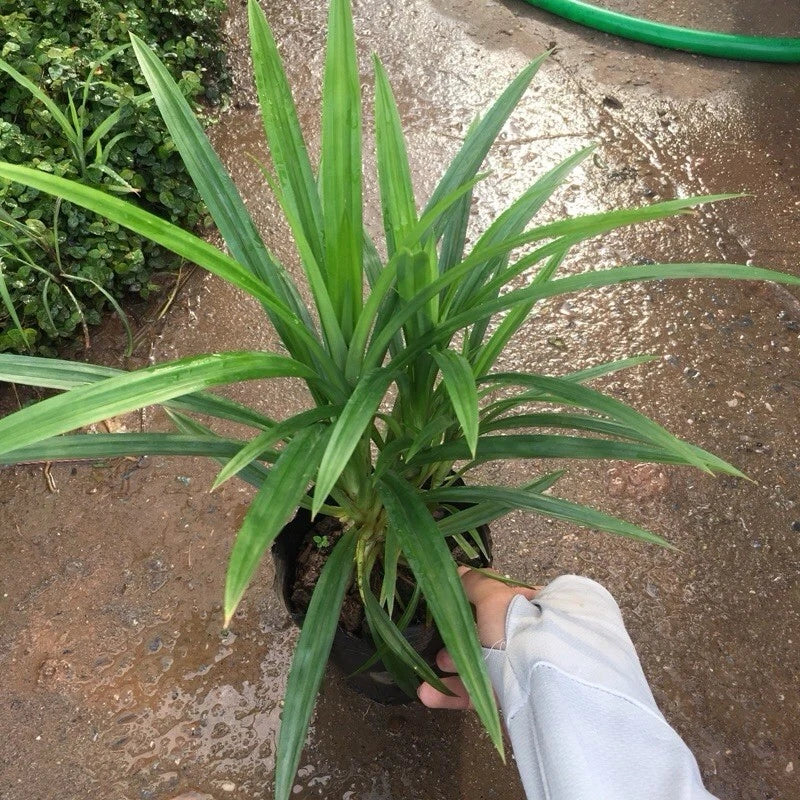 Live Pandan Plant with Roots 6-10 Inch | Pandanus amaryllifolius | Indoor/Outdoor Herb for Tropical Climates