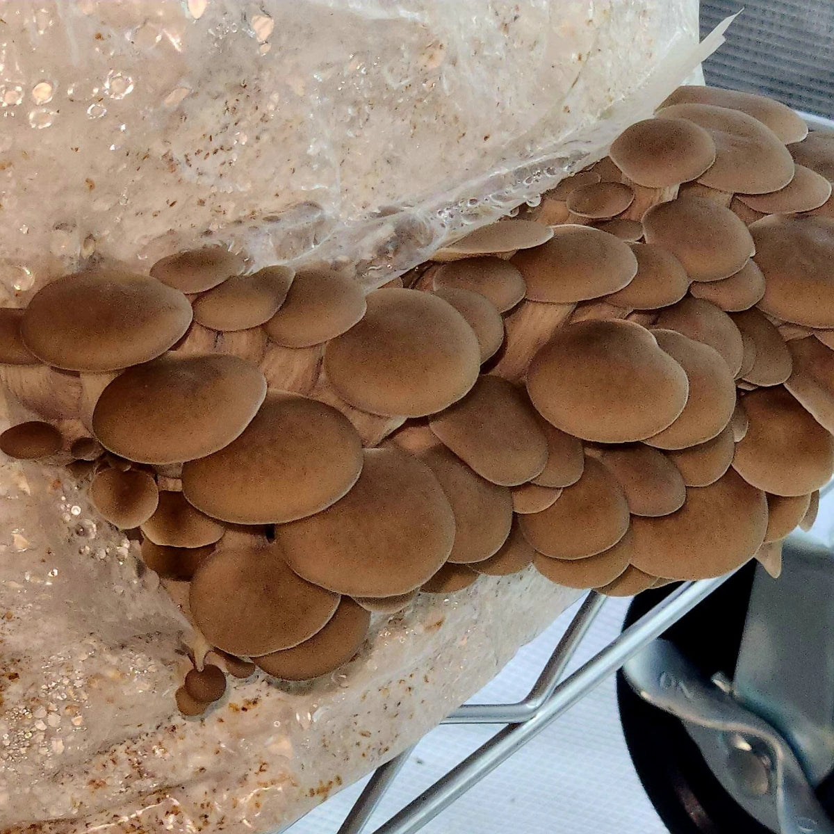 Princess Pearl Oyster Mushroom Liquid Culture Syringe 10-12ml - Pleurotus ostreatus for Easy Home Growing